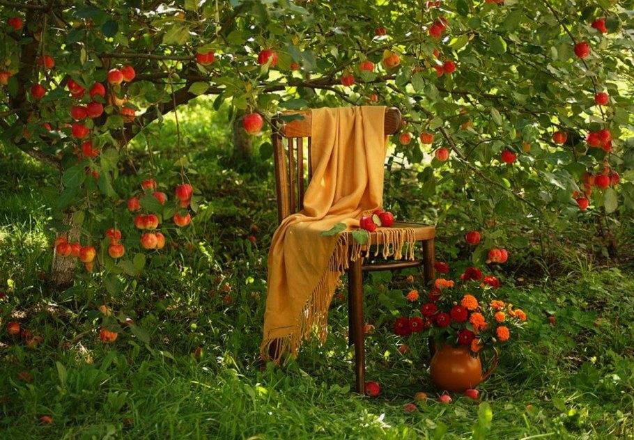 Плодовые деревья на даче