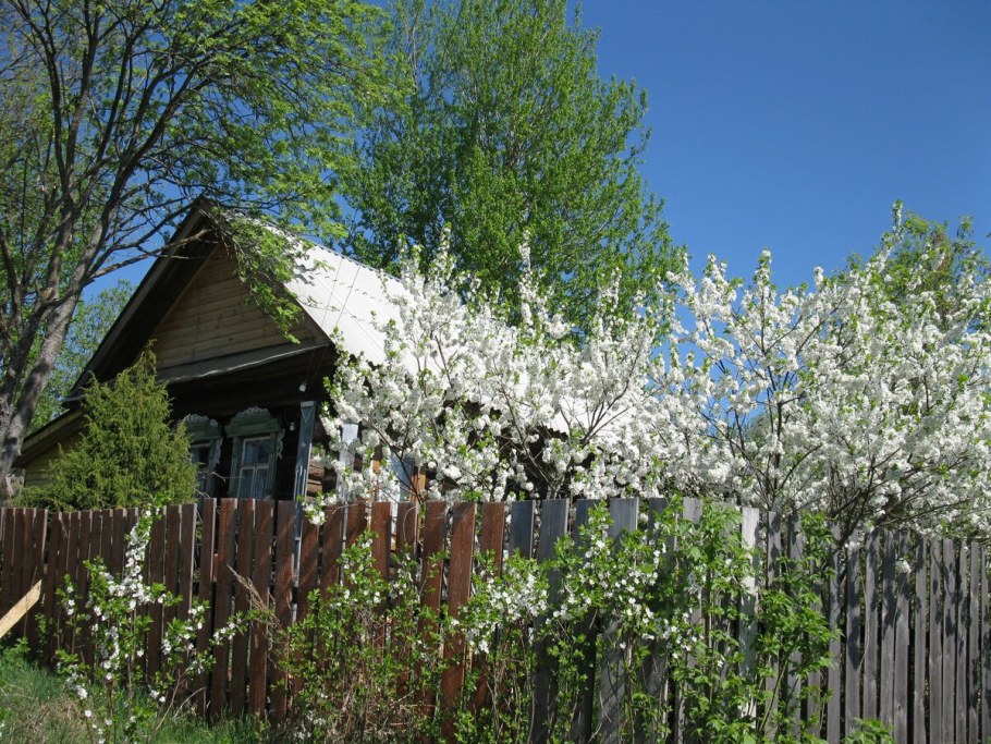 Яблоня Морозовка