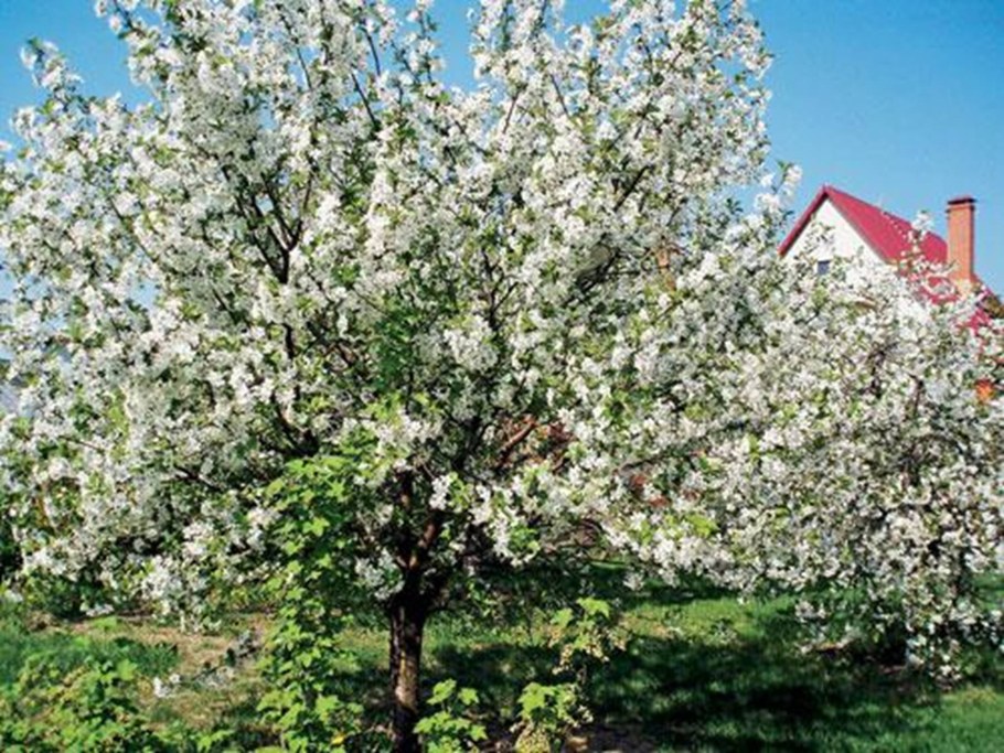 Плодовые деревья вдоль забора