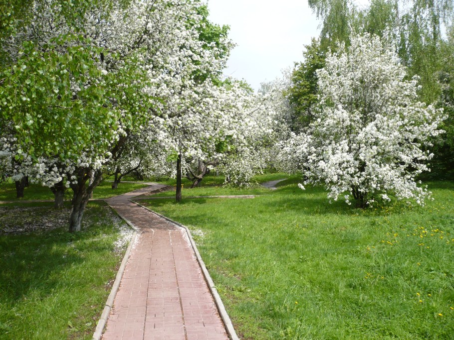 Усадьба вишнёвый сад деревня Иваново
