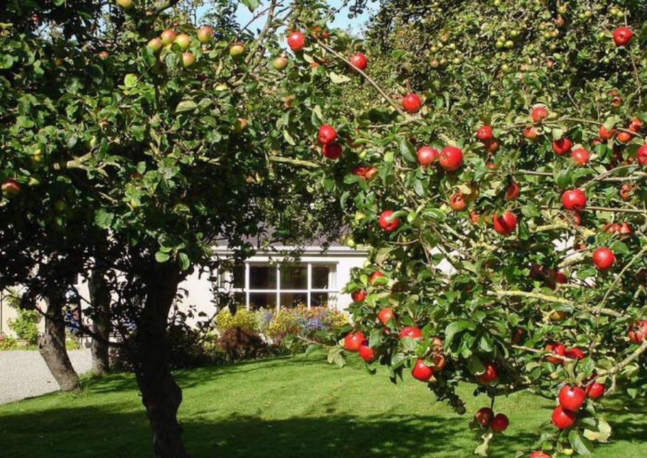 Яблоня "Malus" плодовая