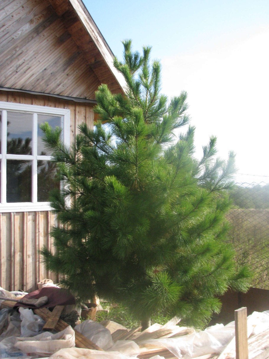 Сибирский кедр на дачном участке