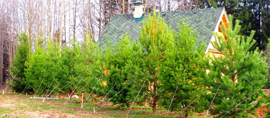 Сосна обыкновенная крупномер