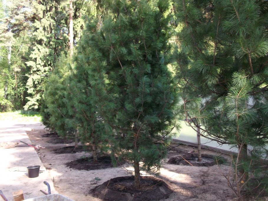 Кедр Сибирский высажены