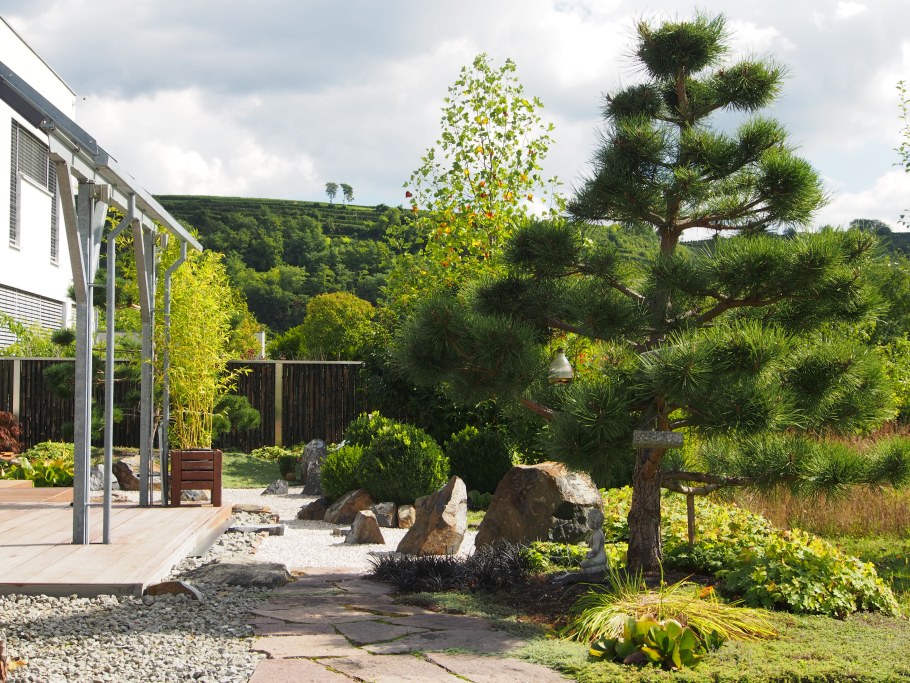 Сосна Горная Мугус ниваки