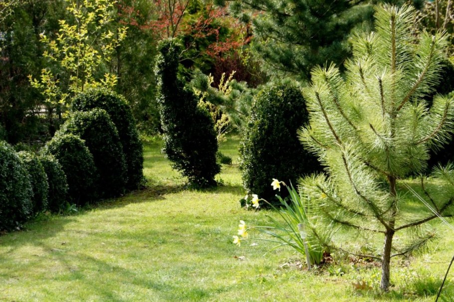 Сосна черная Австрийская ниваки