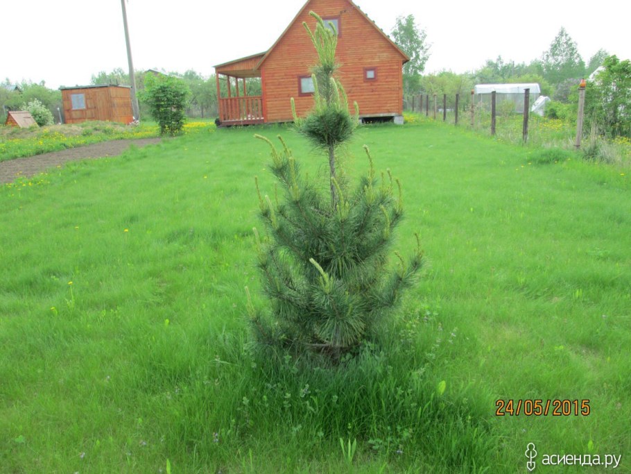 Сосна обыкновенная на даче