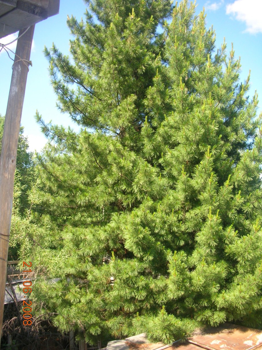 Плодоношение кедра Сибирского