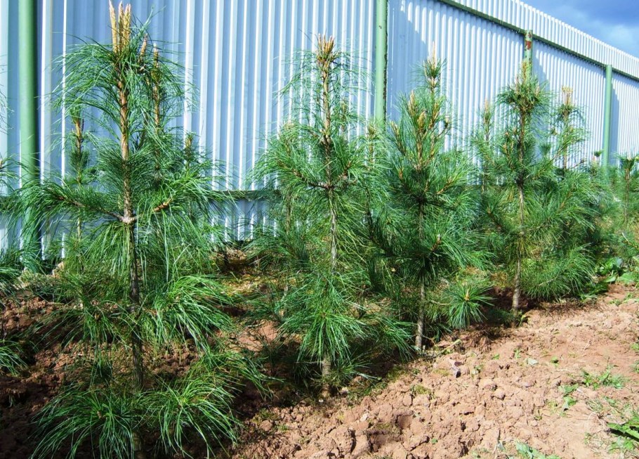 Кедр Гималайский саженцы