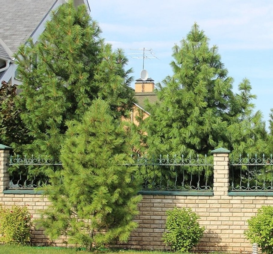 Пихта Сибирская крупномер ландшафт