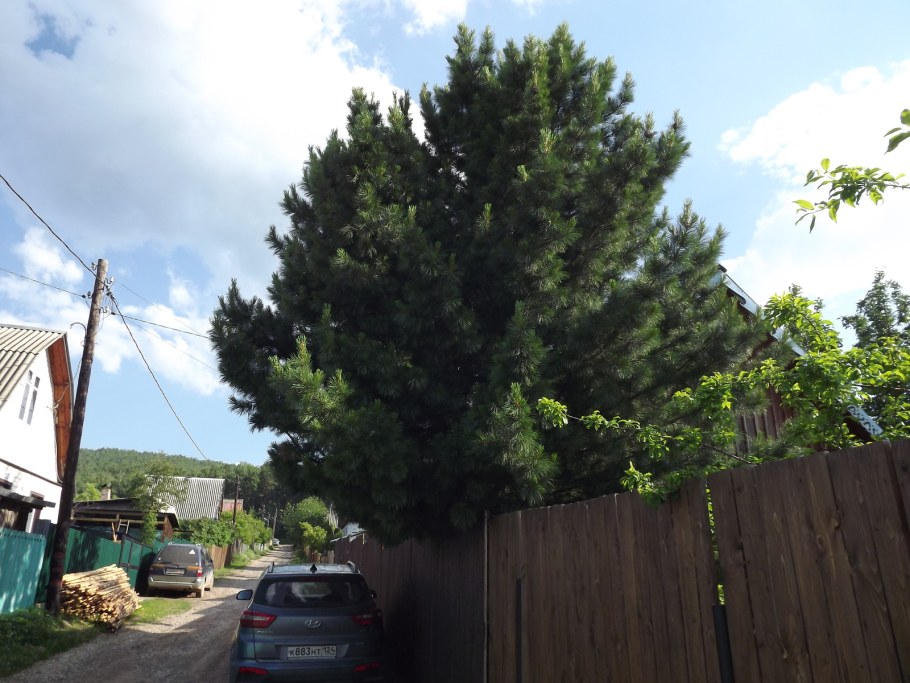 Кедр Сибирский на даче