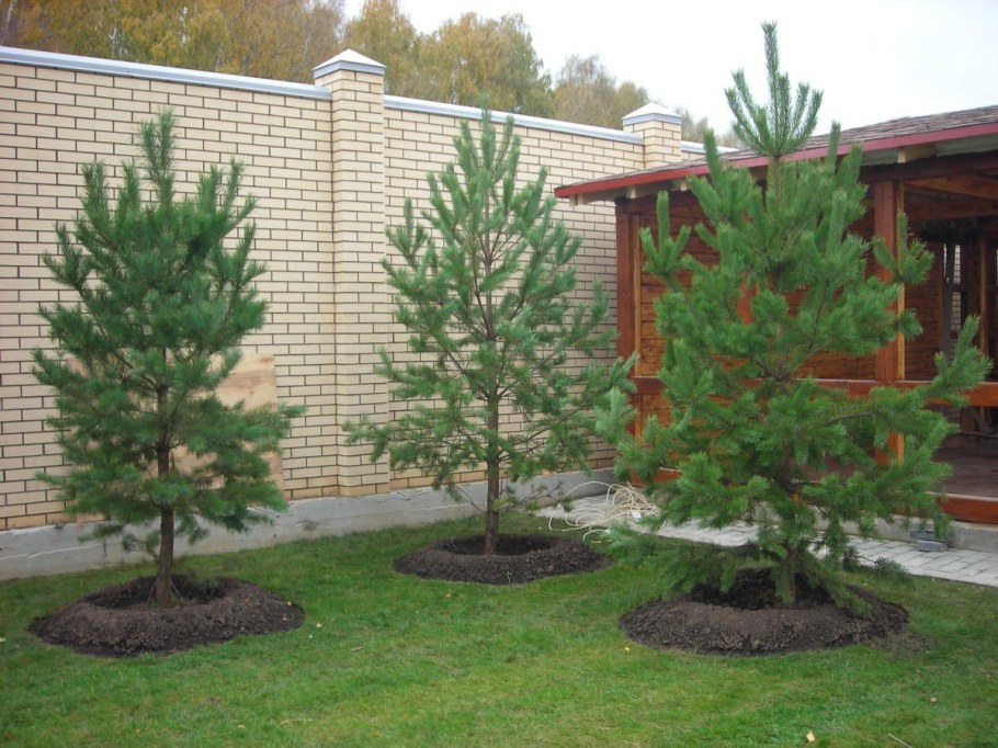 Сосны на даче