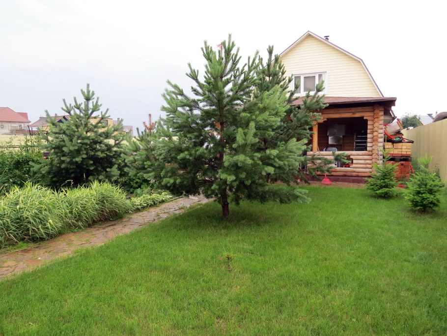 Сосны на дачном участке