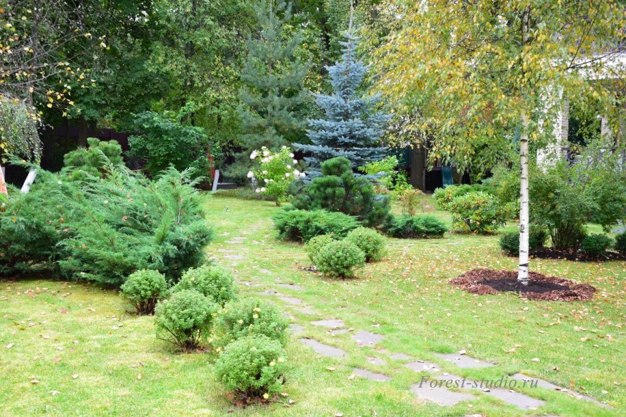 Ландшафтная композиция с березой