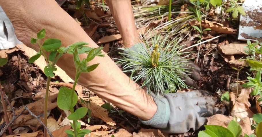 Посадка сеянцев