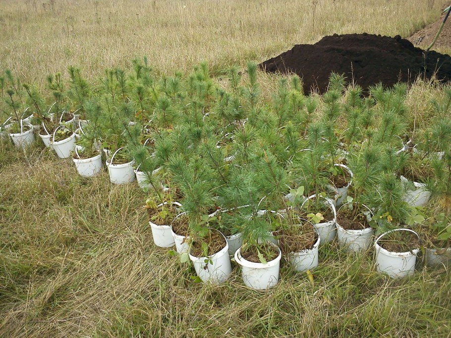 Посадка кедра