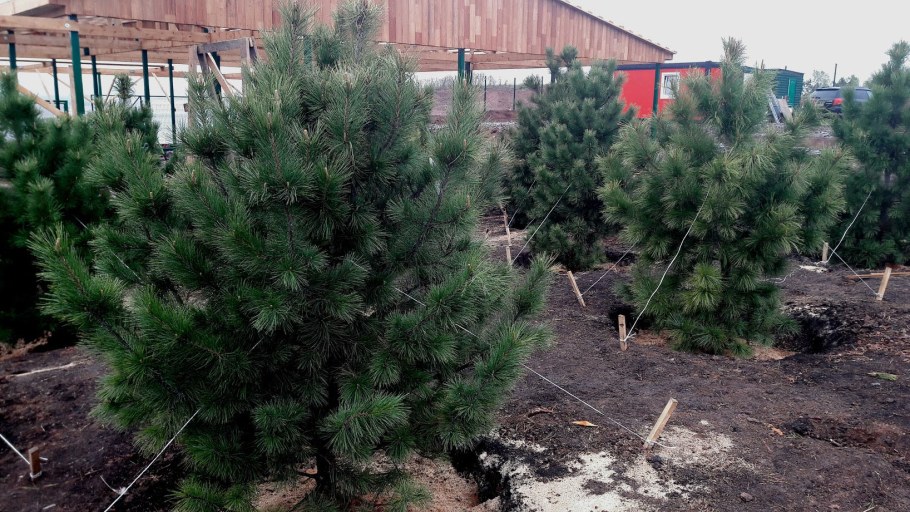 Сосна Кедровая саженцы