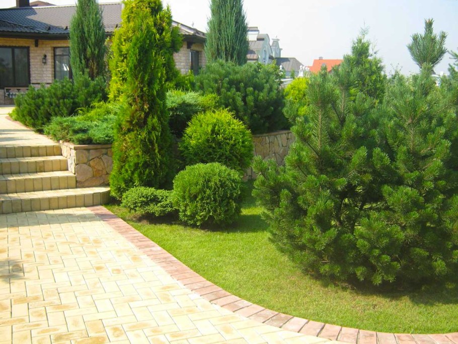 Сосна Пумилио Горная миксбордер