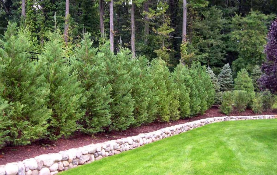 Хвойная изгородь