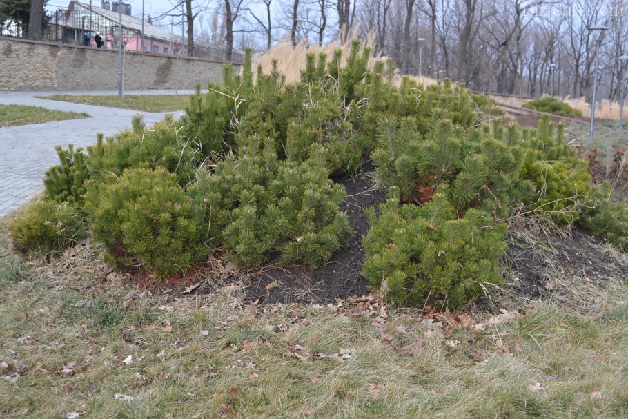 Сосна Пумилио и сосна Кедровая