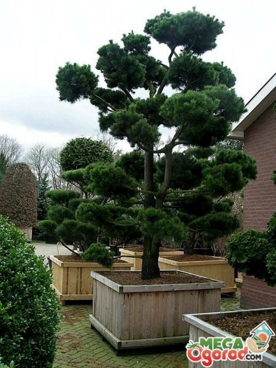 Сосна обыкновенная ниваки