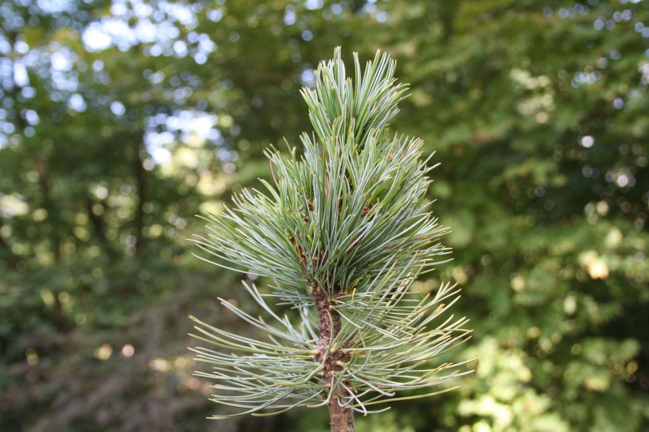 Pinus Cembra