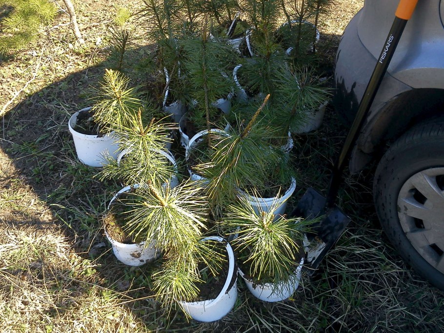 Посадка кедра на даче