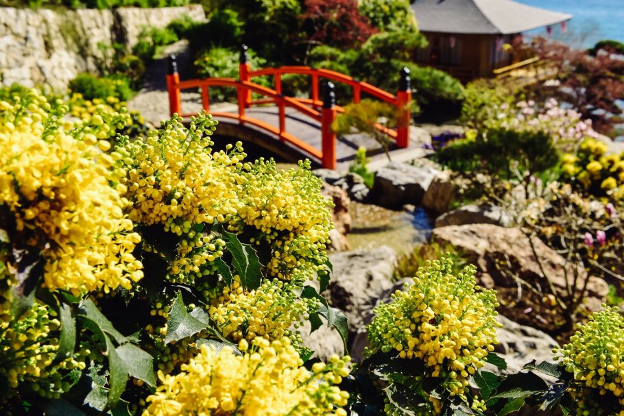 Асимметрия в японском саду