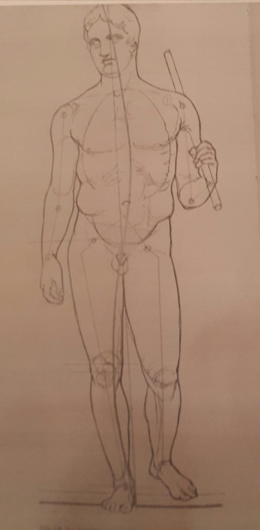 Анатомия Дорифор