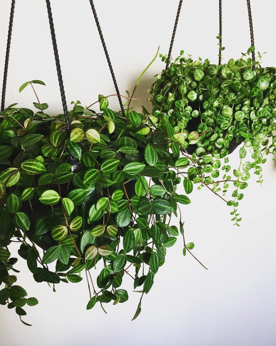 Традесканция Лиана