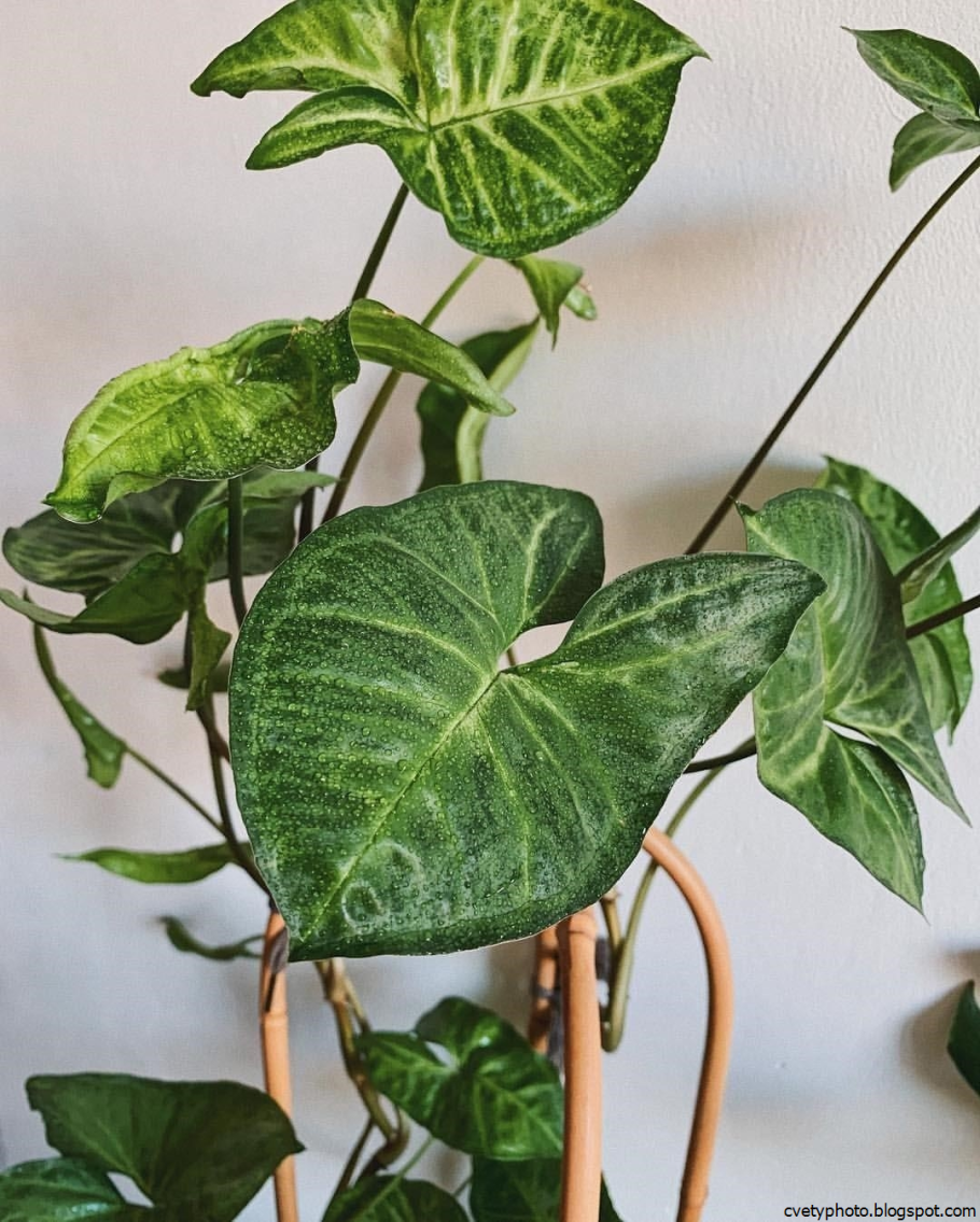 Лиана мужегон