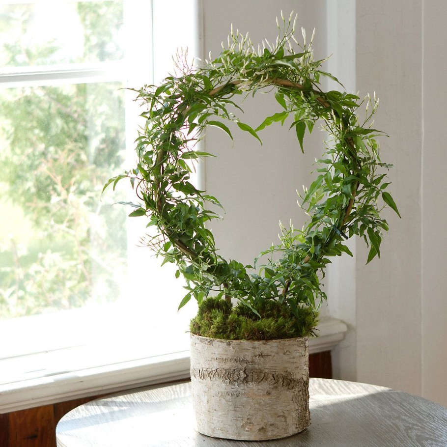 Вьюнок плющ комнатный