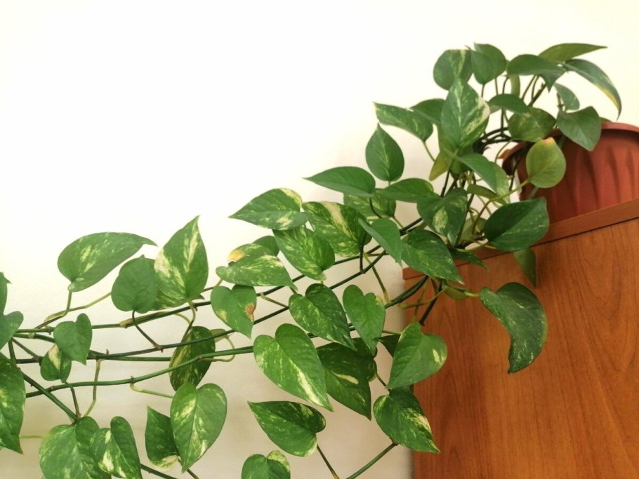 Сциндапсус Вьюн Лиана