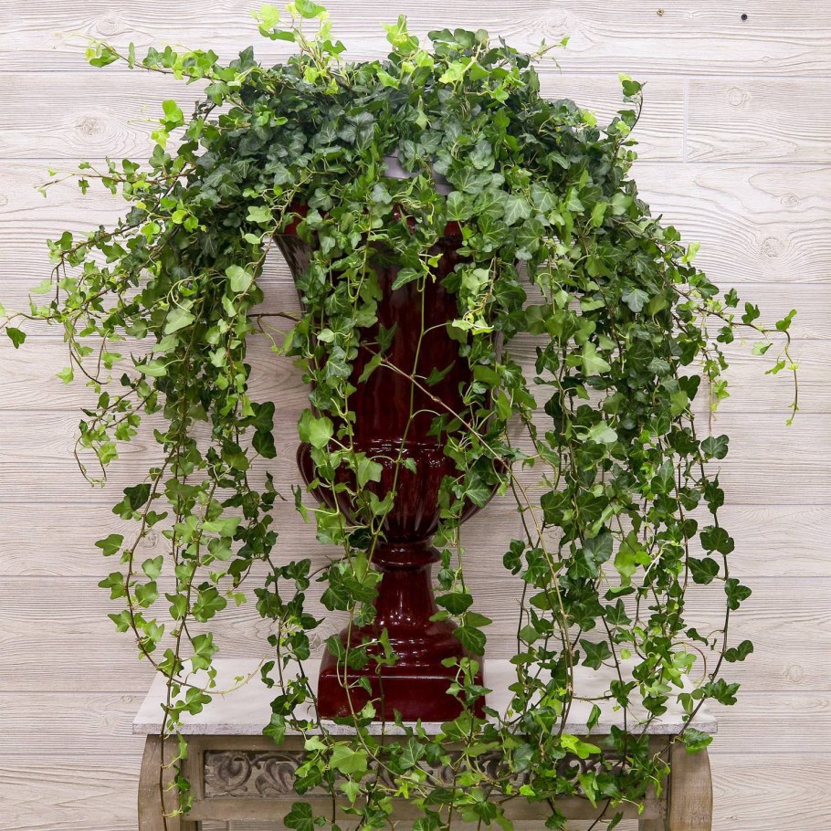 Плющ Хедера комнатный