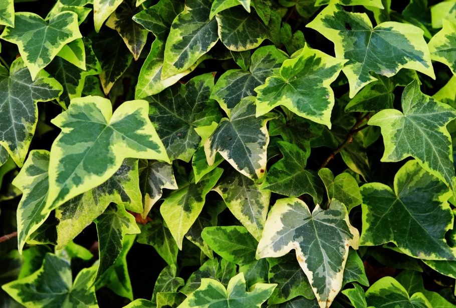 Плющ обыкновенный (Hedera Helix)