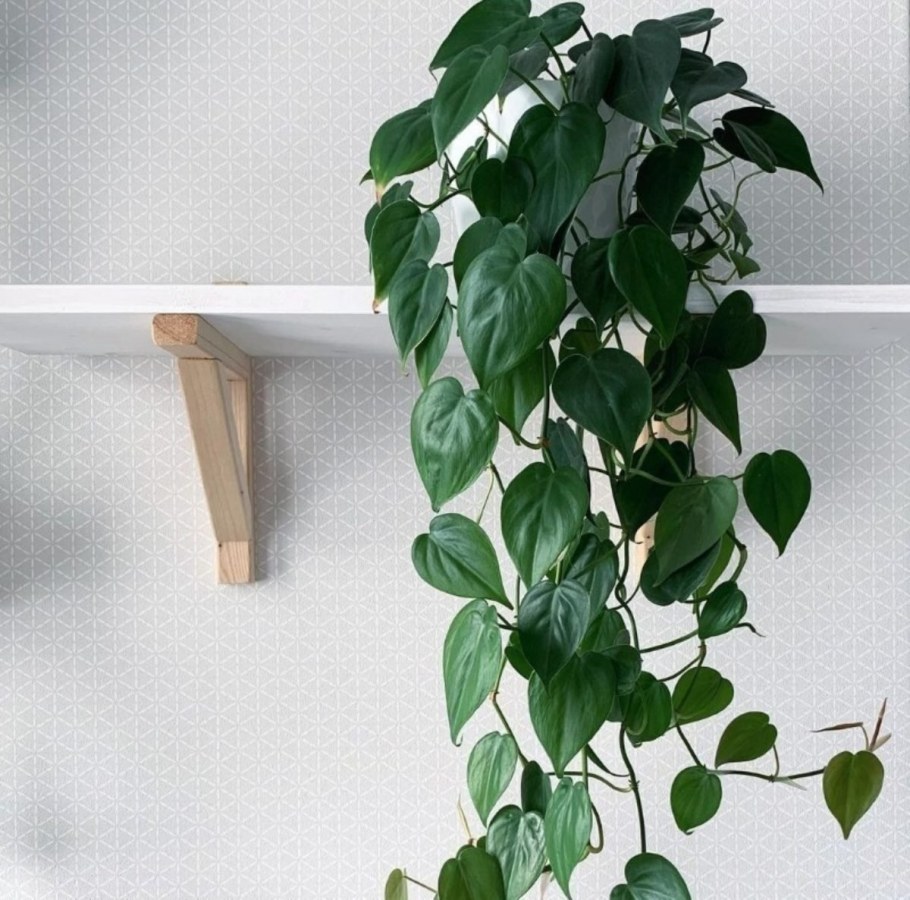 Въющиесякомнатные цветы