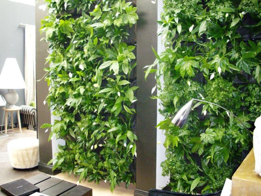 Фитостена плющ