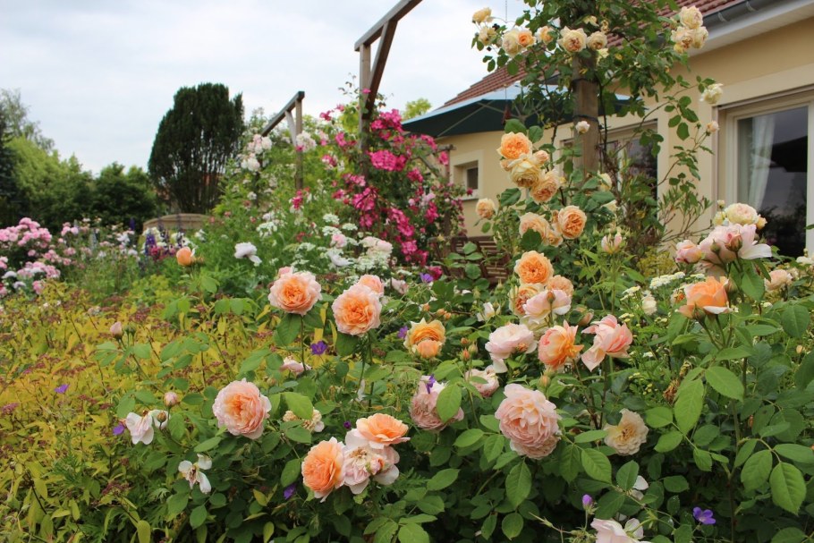 Роза Парковая Оливия Роуз Остин