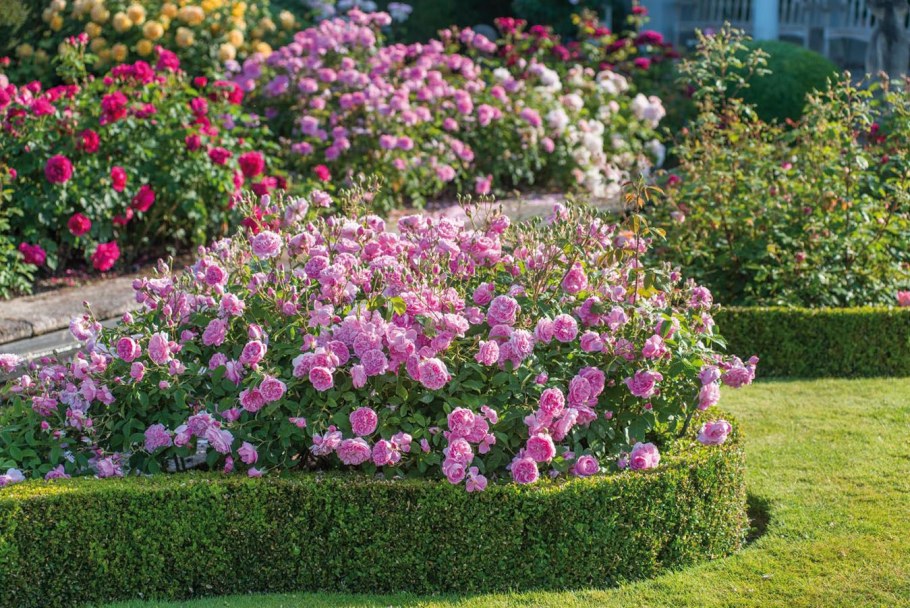 Сад роз (розарий) Дэвида Остина