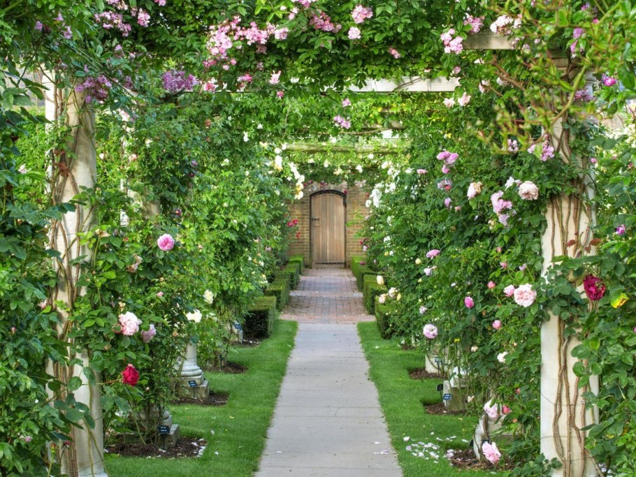 Сад роз (розарий) Дэвида Остина