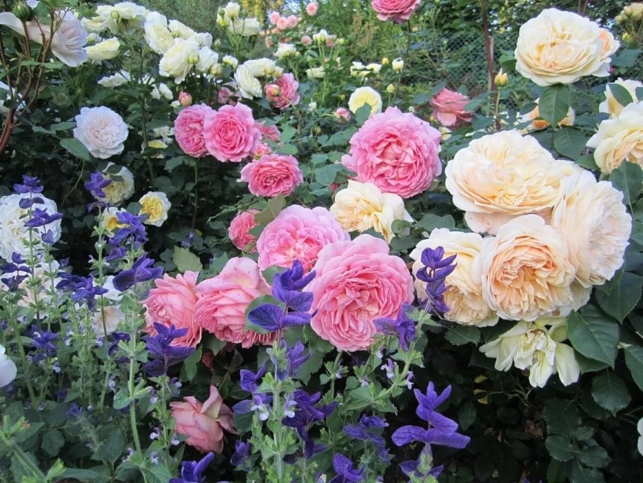 Сад борде-Хилл