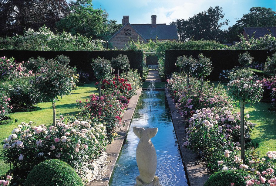 Роза David Austin изгородь