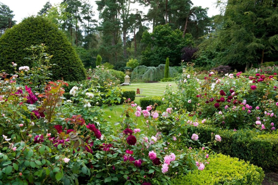 Роза английская Дейзи