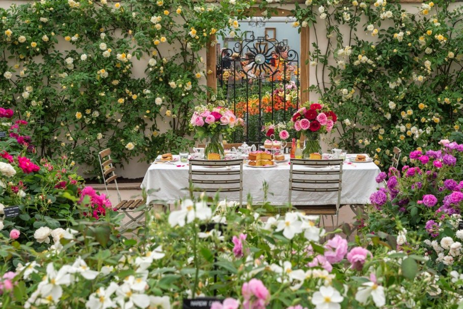 Розарий в саду Дэвида Остина