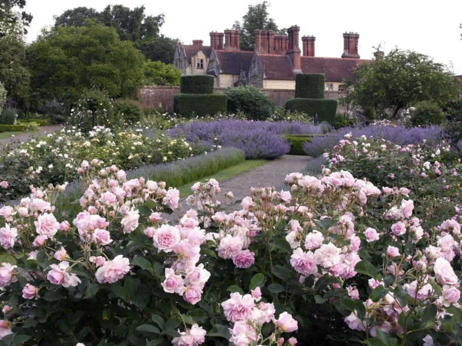 Английский сад розарий