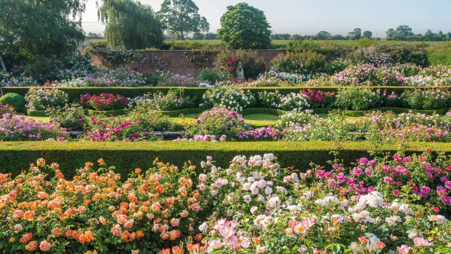 Роза Джульетта Дэвида Остина в саду