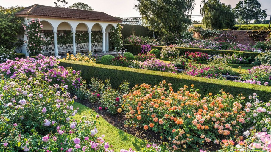 Kew Gardens роза Остина