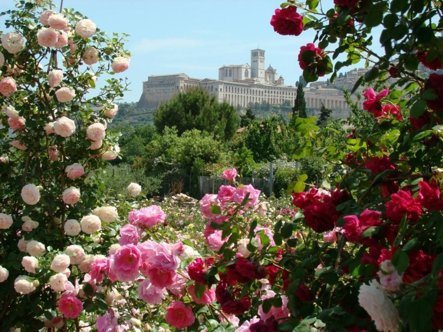 Роза Оливия Роуз Остин