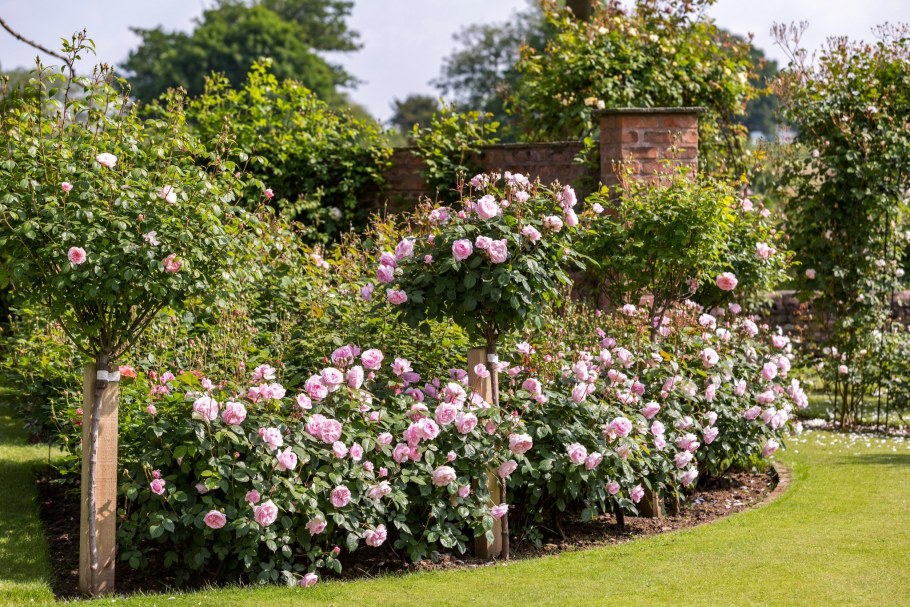 Розарий в саду Дэвида Остина