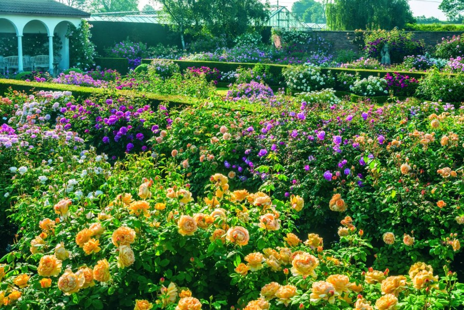 Розарий Дэвида Остина